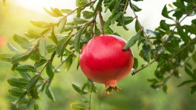 برداشت هزار و ۵۰۰ تن انار و رواج گردشگری کشاورزی در اردبیل