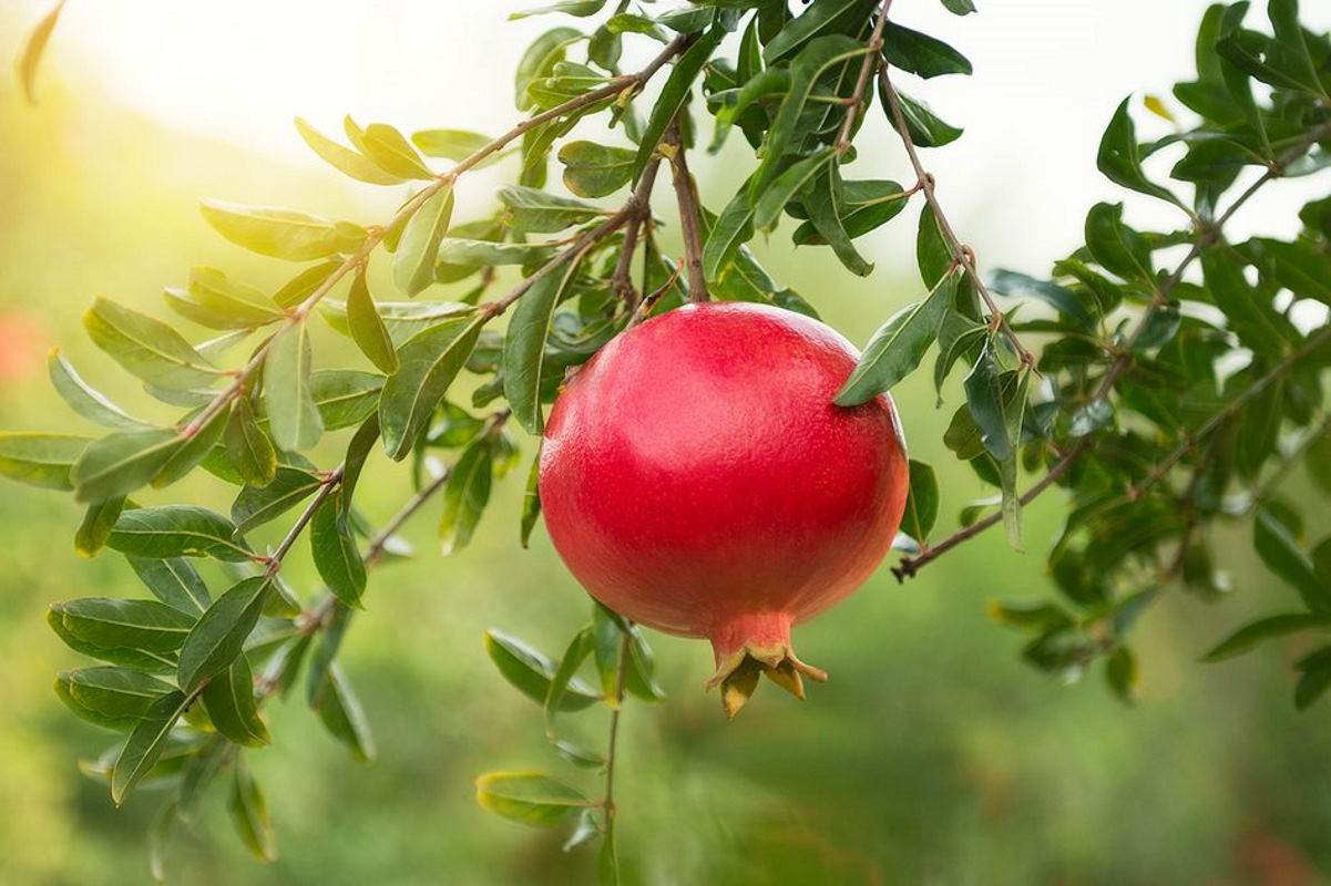 برداشت هزار و ۵۰۰ تن انار و رواج گردشگری کشاورزی در اردبیل