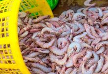 سیستان‌وبلوچستان قطب نوظهور پرورش میگو