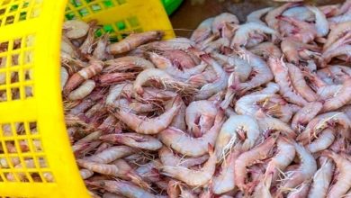 سیستان‌وبلوچستان قطب نوظهور پرورش میگو