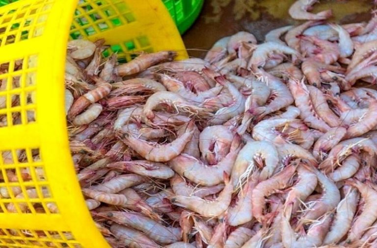 سیستان‌وبلوچستان قطب نوظهور پرورش میگو