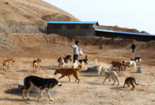 جنایت حامیان سگ در تبریز