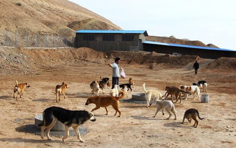 جنایت حامیان سگ در تبریز