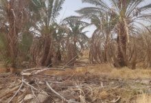 فریاد بی‌آبی در طرز | خرماها در سکوت مسئولان خشک شدند