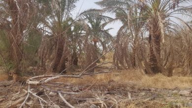 فریاد بی‌آبی در طرز | خرماها در سکوت مسئولان خشک شدند