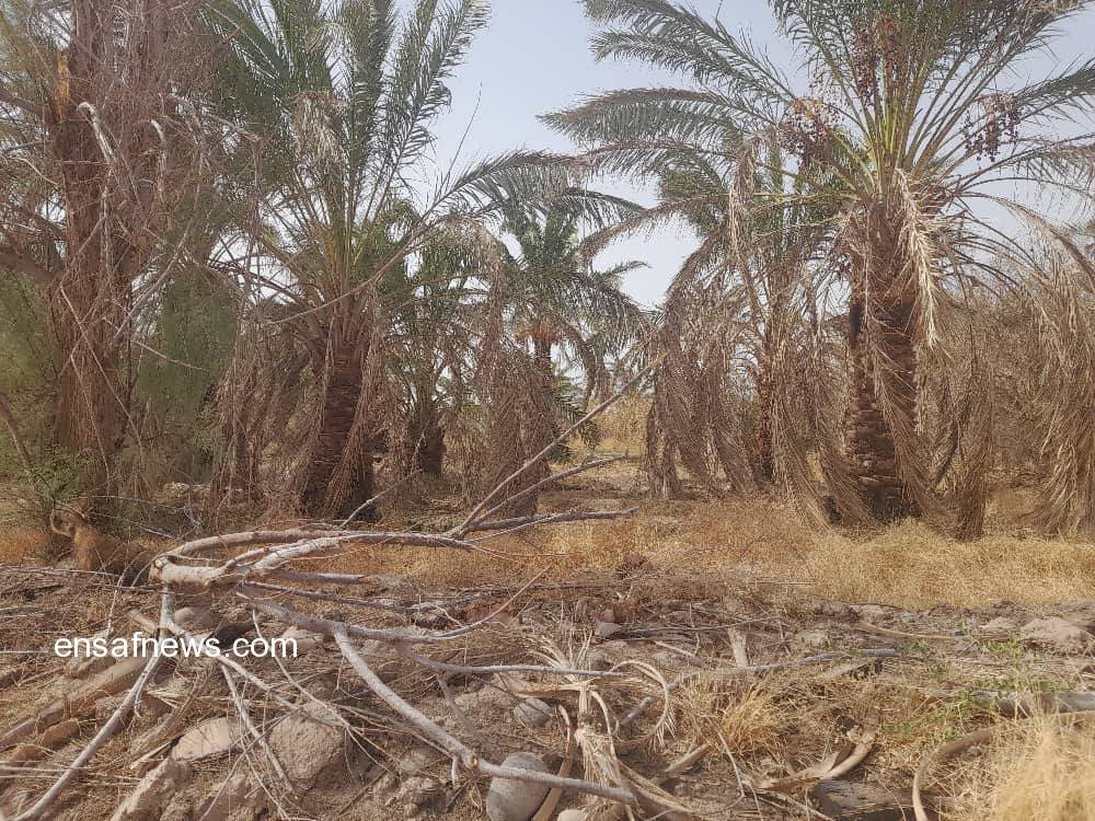 فریاد بیآبی در طرز | خرماها در سکوت مسئولان خشک شدند