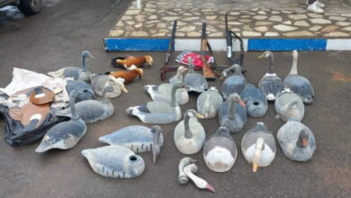 دستگیری متخلفان شکار غیرمجاز در پلدشت