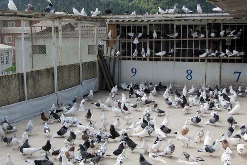 مقررات کفتر پرانی تصویب شد!