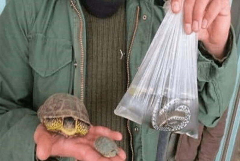 عرضهی خزندگان، دوزیستان و حلزونهای آبی در زنجان ممنوع است