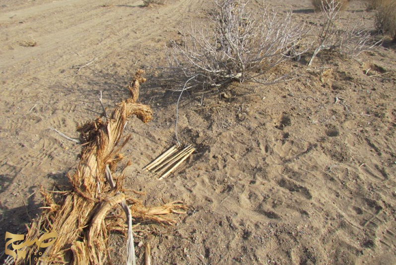 تخریب و جمع‌آوری ۱۷۰ تله زنده‌گیری پرندگان در قزوین