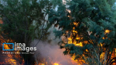 ۱۵ هکتار از عرصههای جنگلی گیلان طعمه حریق شد