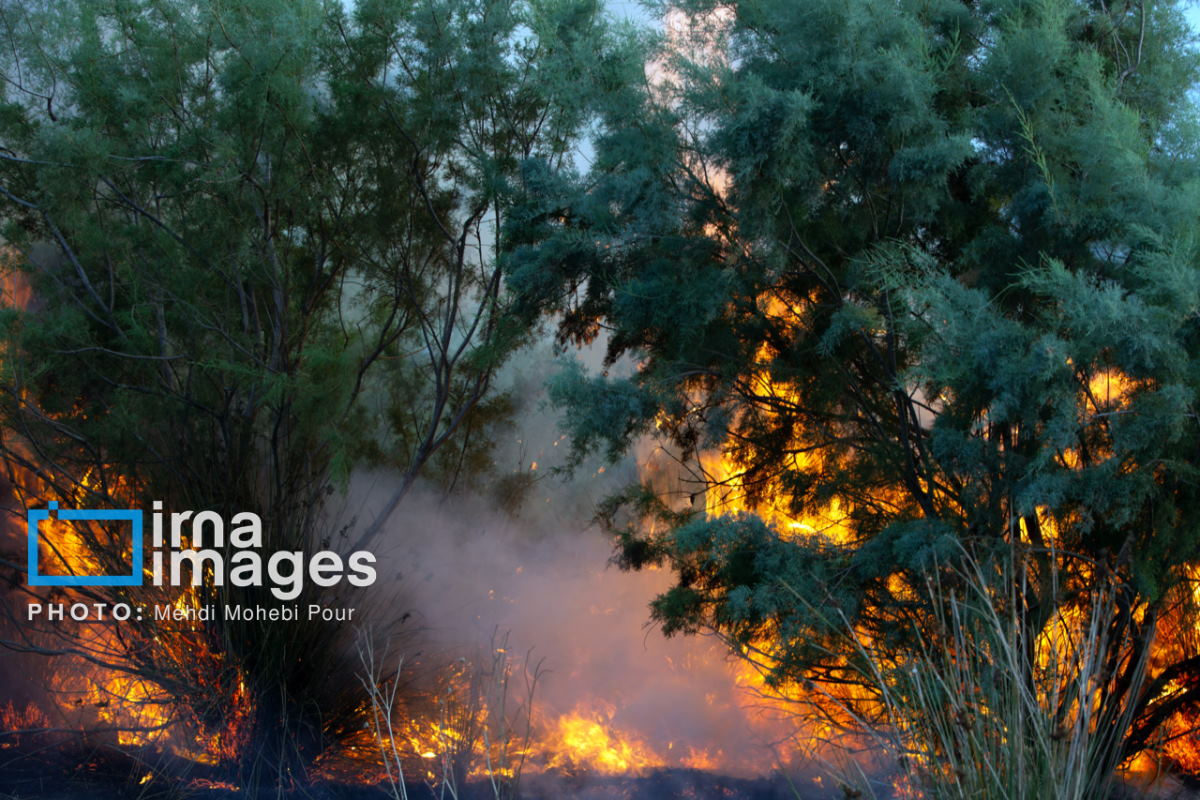 ۱۵ هکتار از عرصه‌های جنگلی گیلان طعمه حریق شد