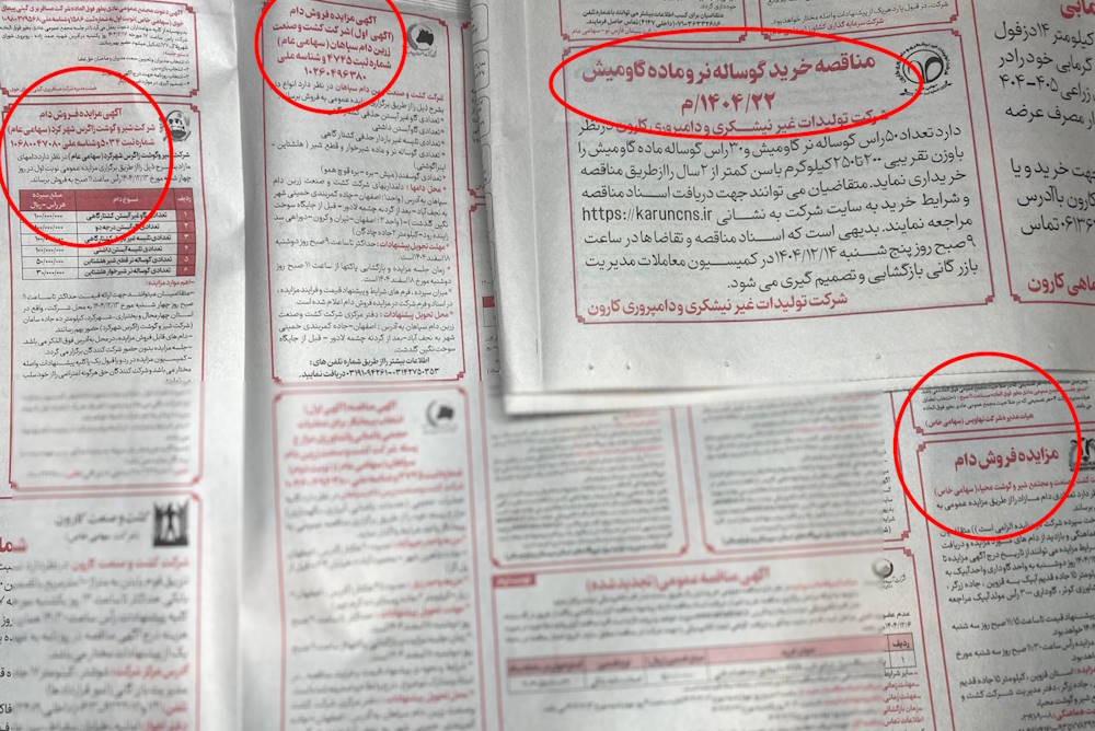 خرید و فروش گاو و گوساله رونق گرفت