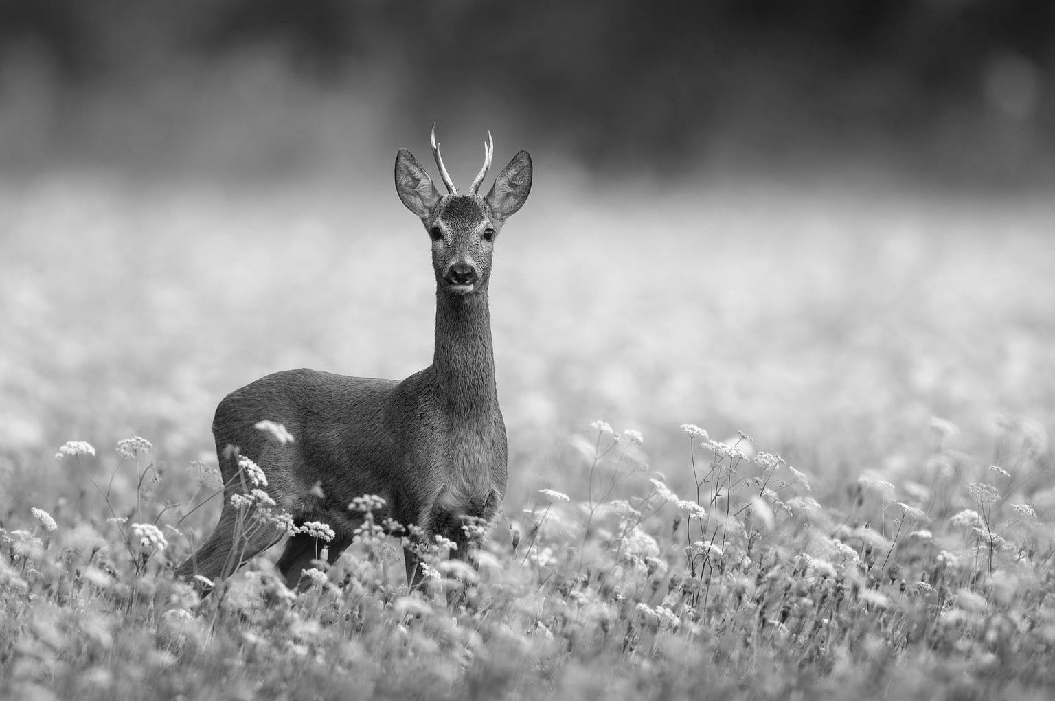 سبک‌های عکاسی سیاه و سفید؛ از انتزاع تا حیات وحش ( Abstract, Wild Life)
