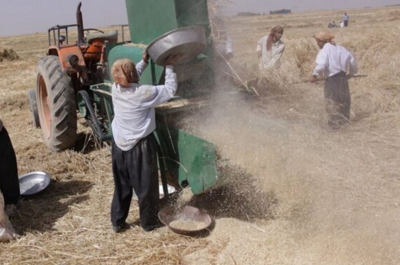 خرمن‌کوب‌های غیراستاندارد بلای جان کشاورزان