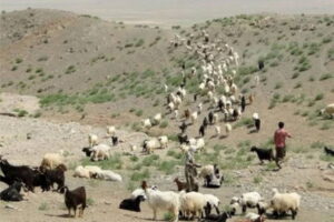 گلایه‌های دامدار زنجانی